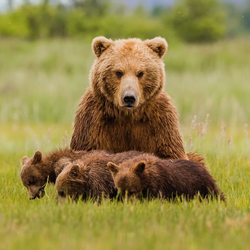 Grizzly Bear