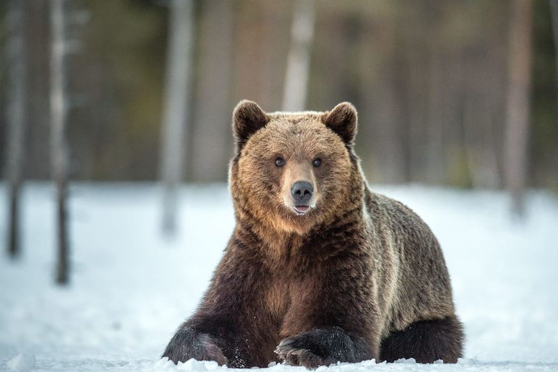 Grizzly Bear