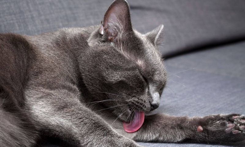 Grooming Excessively or Not At All