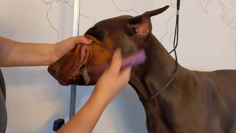 Grooming Needs