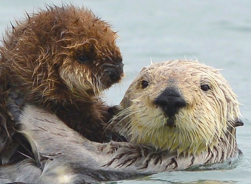 Grooming Rituals