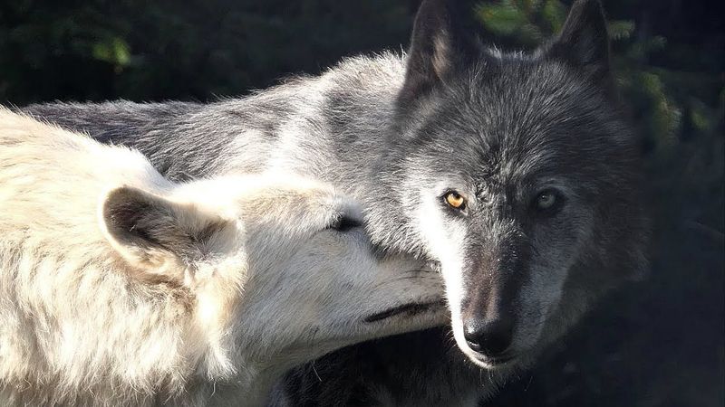 Grooming and Cleanliness