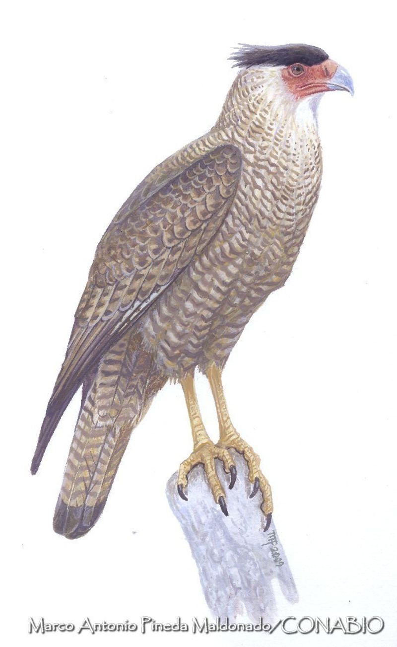 Guadalupe Caracara