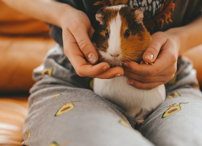 Guinea Pig