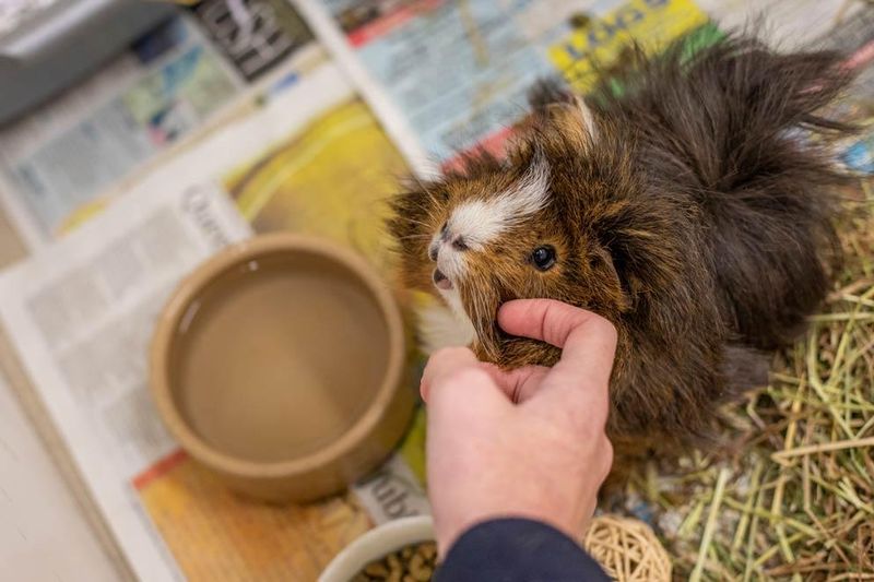 Guinea Pig