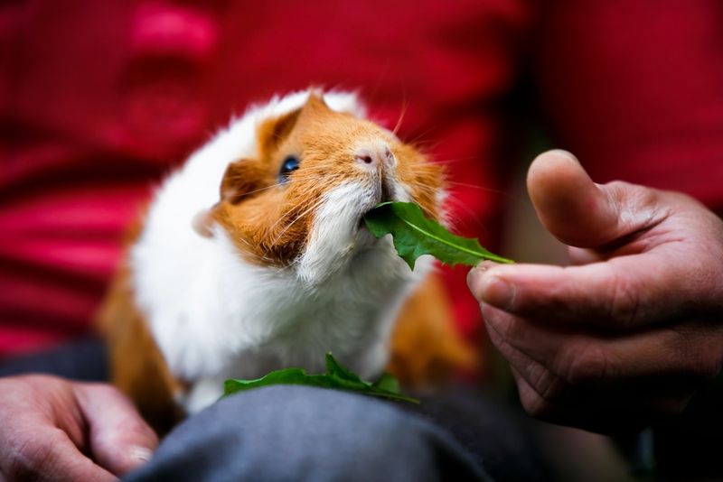Guinea Pig