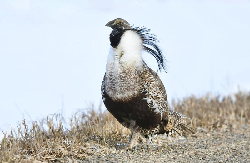 Gunnison Sage-Grouse