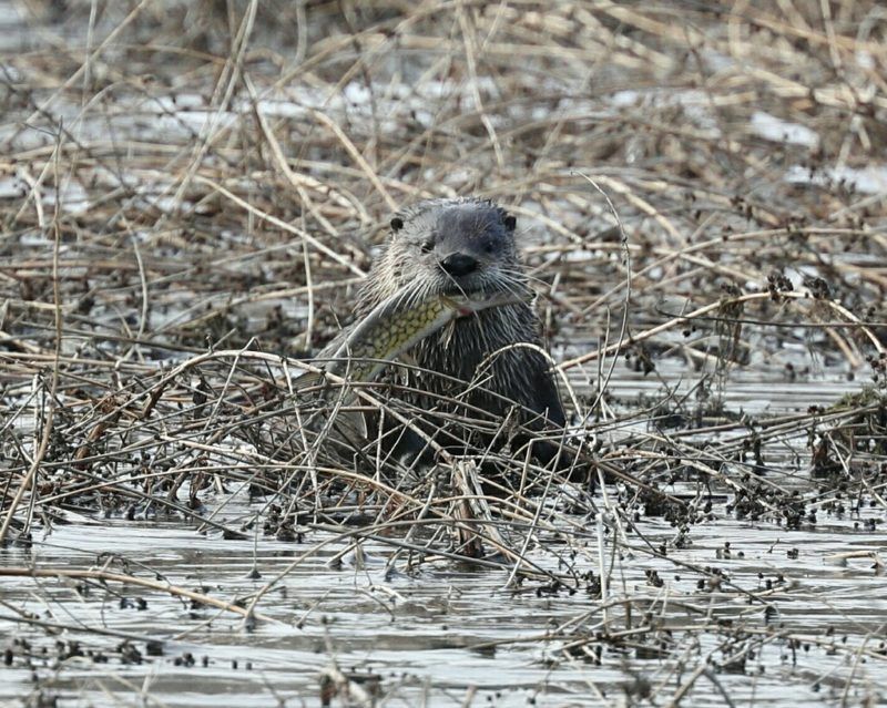 Habitat Restoration Efforts