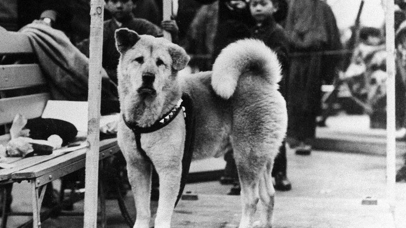Hachikō's Legacy