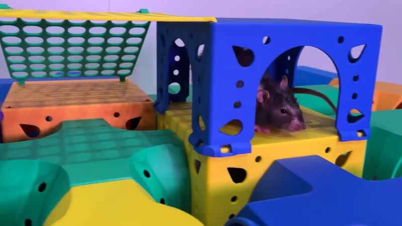 Hamster Modular Playground