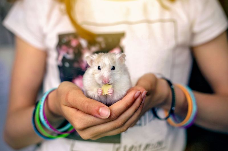 Hamster