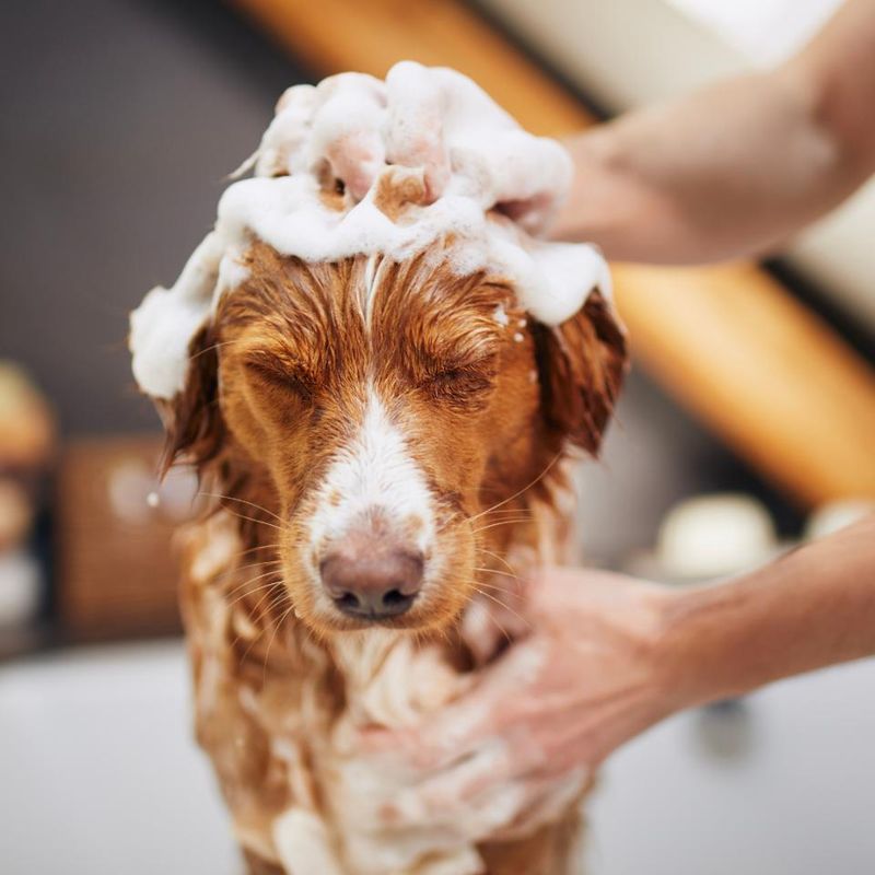 Handling and Grooming
