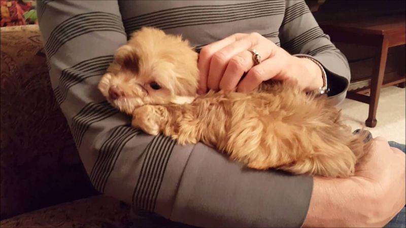 Havanese