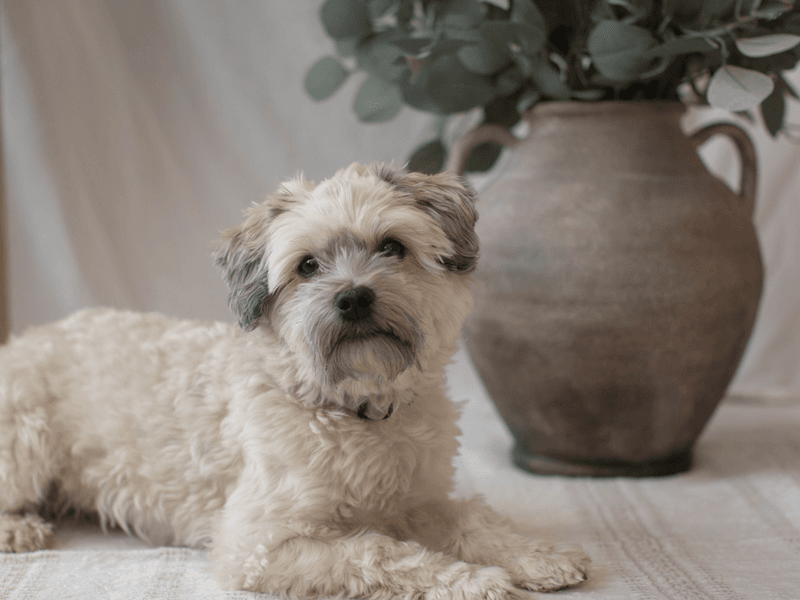 Havanese