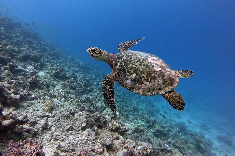 Hawksbill Turtle