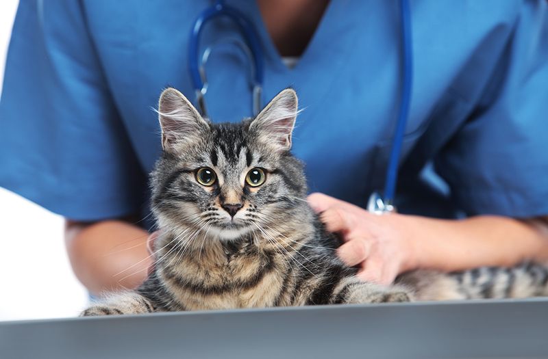 Heartworm Disease
