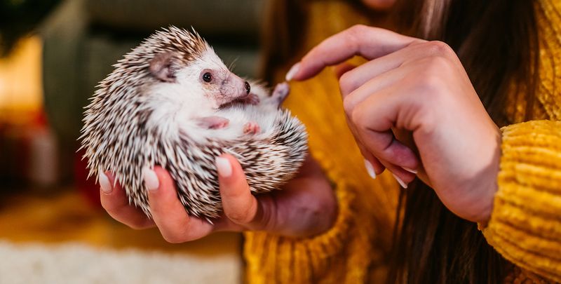 Hedgehog