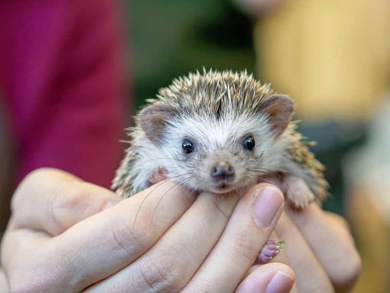 Hedgehog
