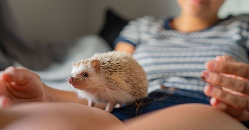 Hedgehog