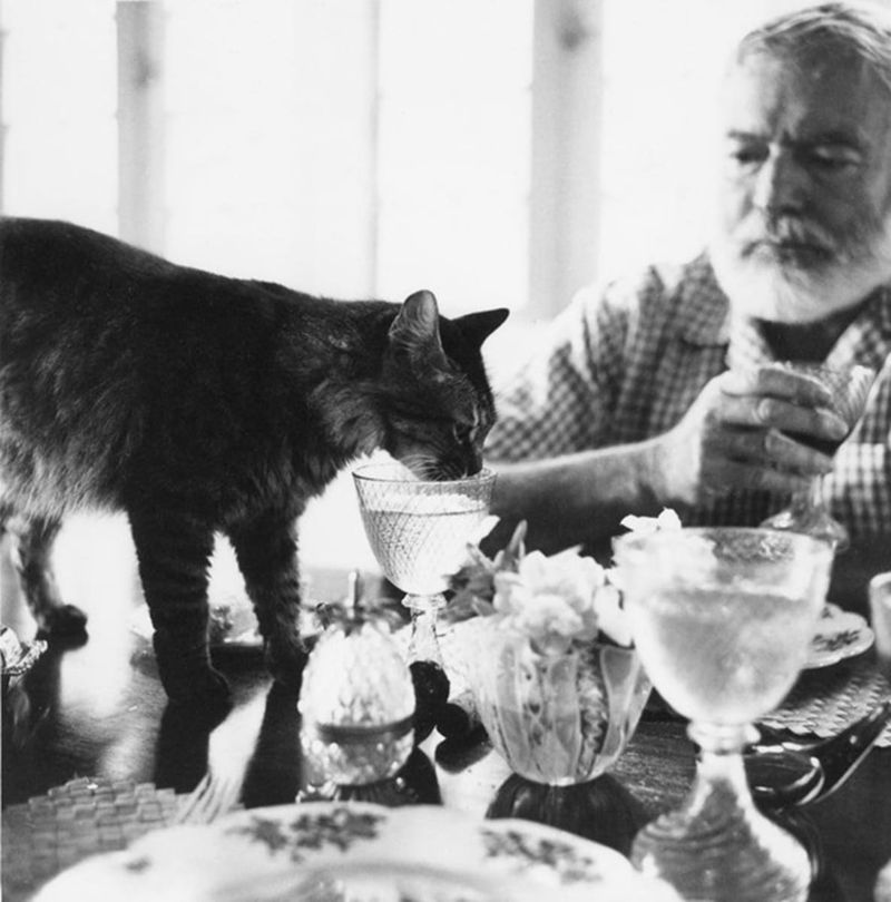 Hemingway's Feline Companions