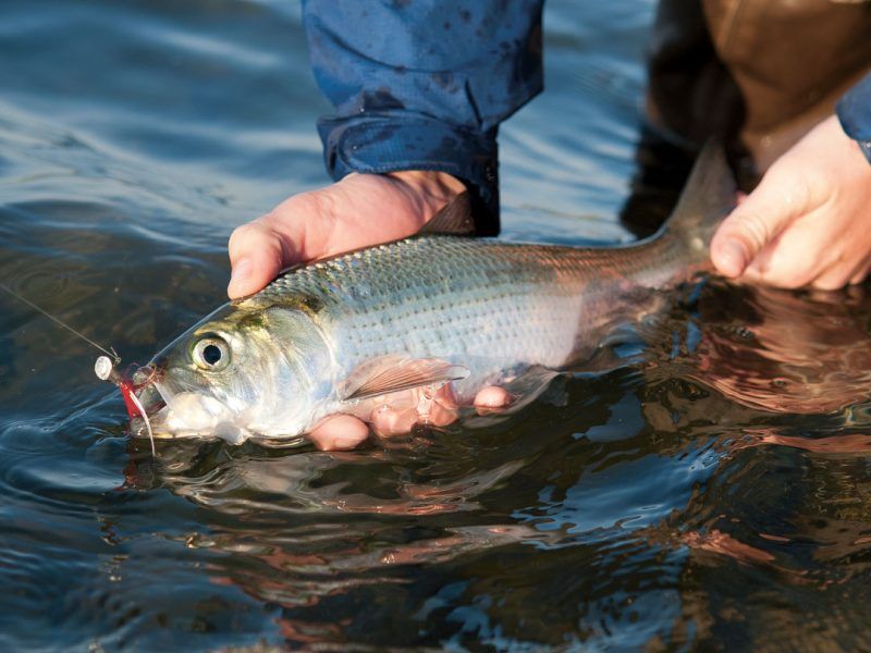 Hickory Shad