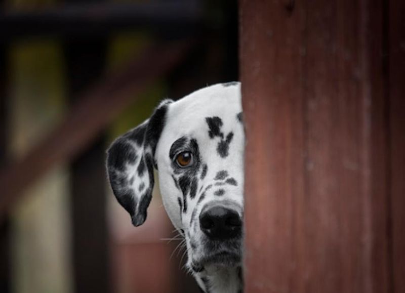 Hiding