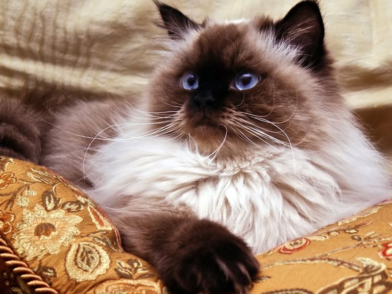 Himalayan