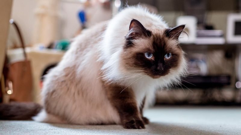 Himalayan