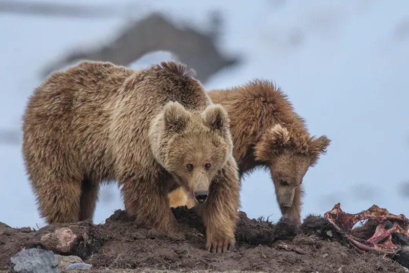 Himalayan Brown Bear