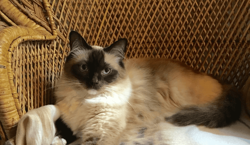 Himalayan