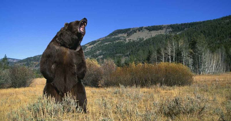 Historical Bear Encounters