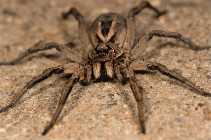 Hobo Spider