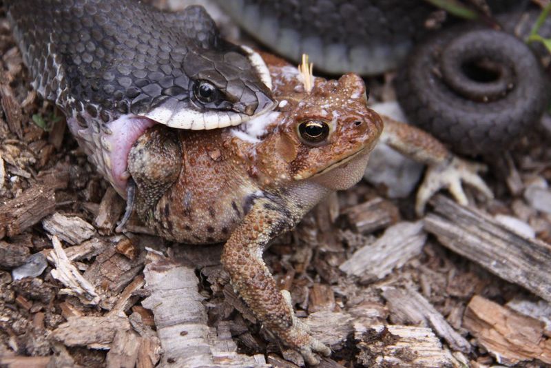 Hognose Snake