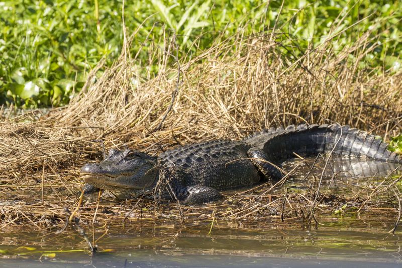 Honey Island Swamp