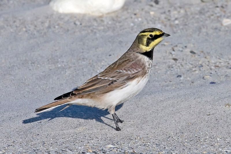Horned Lark