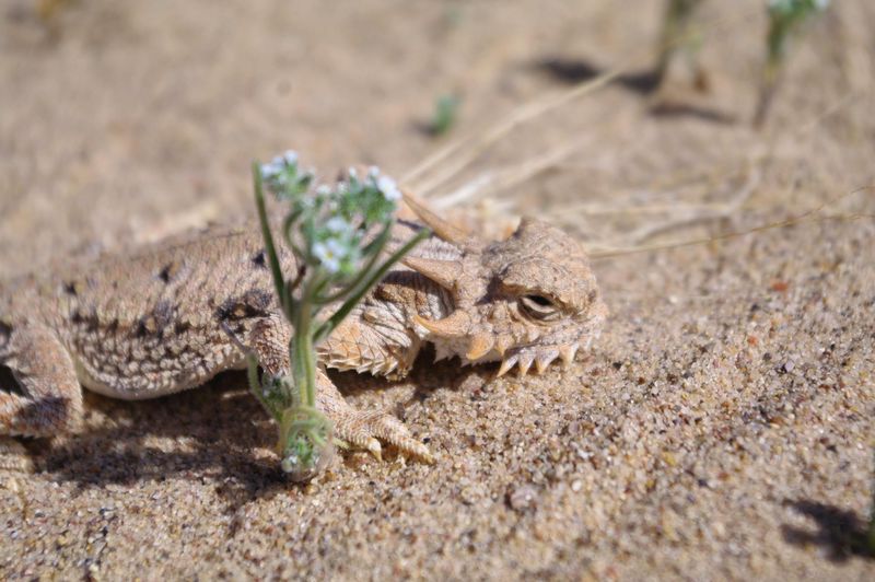 Horned Lizard