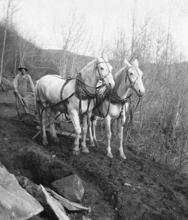 Horse Logger