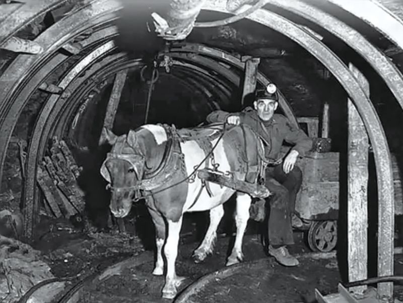 Horse Miner