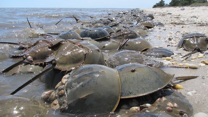 Horseshoe Crab