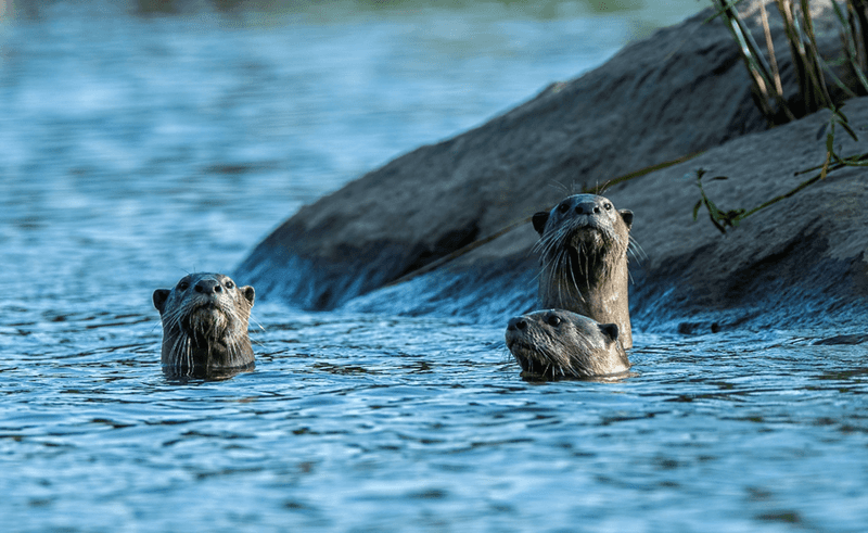 Human-Otter Interactions