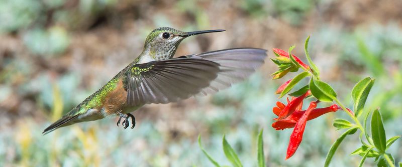Hummingbird Hovering at Wildflower Fields