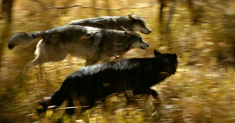 Hunting Strategies