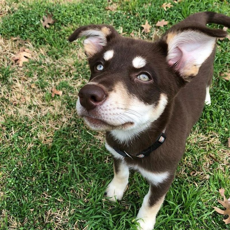 Huskador