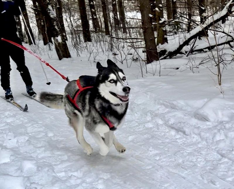 Husky
