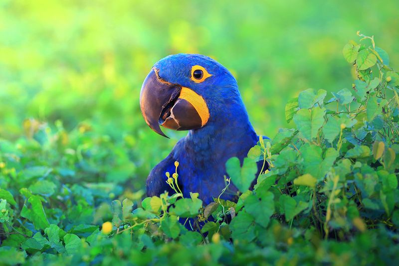 Hyacinth Macaw