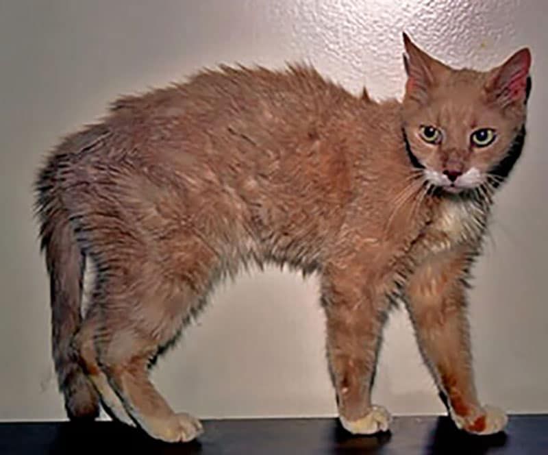 Hyperthyroidism