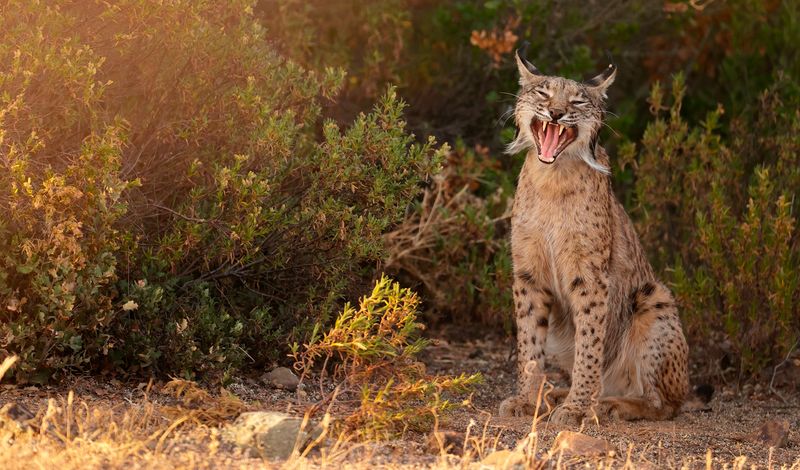 Iberian Lynx