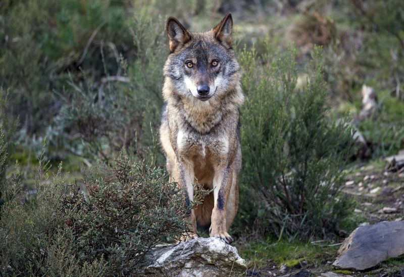 Iberian Wolf