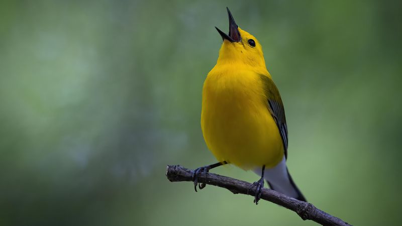 Ignoring Bird Calls