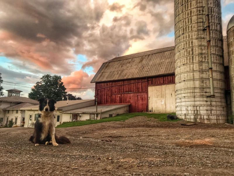 In Rural Barns